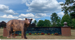 Black Bear on Campus Selling Tickets to a Different Fake Comedy Show