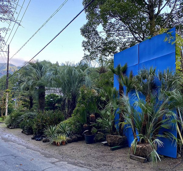 チャメロップス Chamaerops humilis European fan palm チャボトウジュロ 矮鶏唐棕櫚 ソテツ 蘇鉄 ユッカ フィラメントーサ ゴールドハート ユッカ フィラメントーサ バリエガータ ユッカ フィラメントーサ ゴールデンスウォード イトラン斑入り イトユッカ ユッカ フィラメントーサ イトラン 糸蘭 斑入リユッカ グロリオサ バリエゲイティー アツバキミガヨラン バリエガータ ジョウリョクヤマボウシ 常緑ヤマボウシ 単木 レッドロビン セイヨウベニカナメ セイヨウカナメ サカキ 榊 ホンサカキ 本榊 チャノキ 茶の木 オチャノキ お茶の木 トクサ 砥草 木賊 ハミガキクサ
