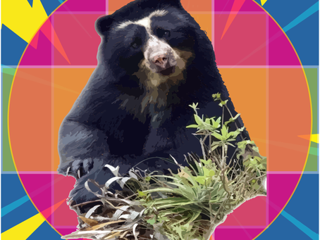 Oso de Anteojos / Oso Andino