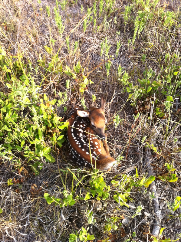 Fawn