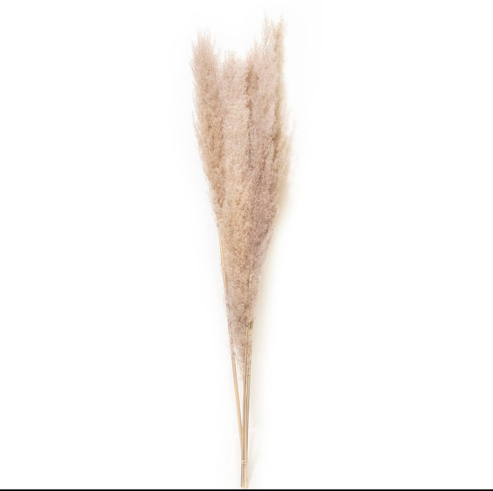 Pampas Grass 45" Bundles