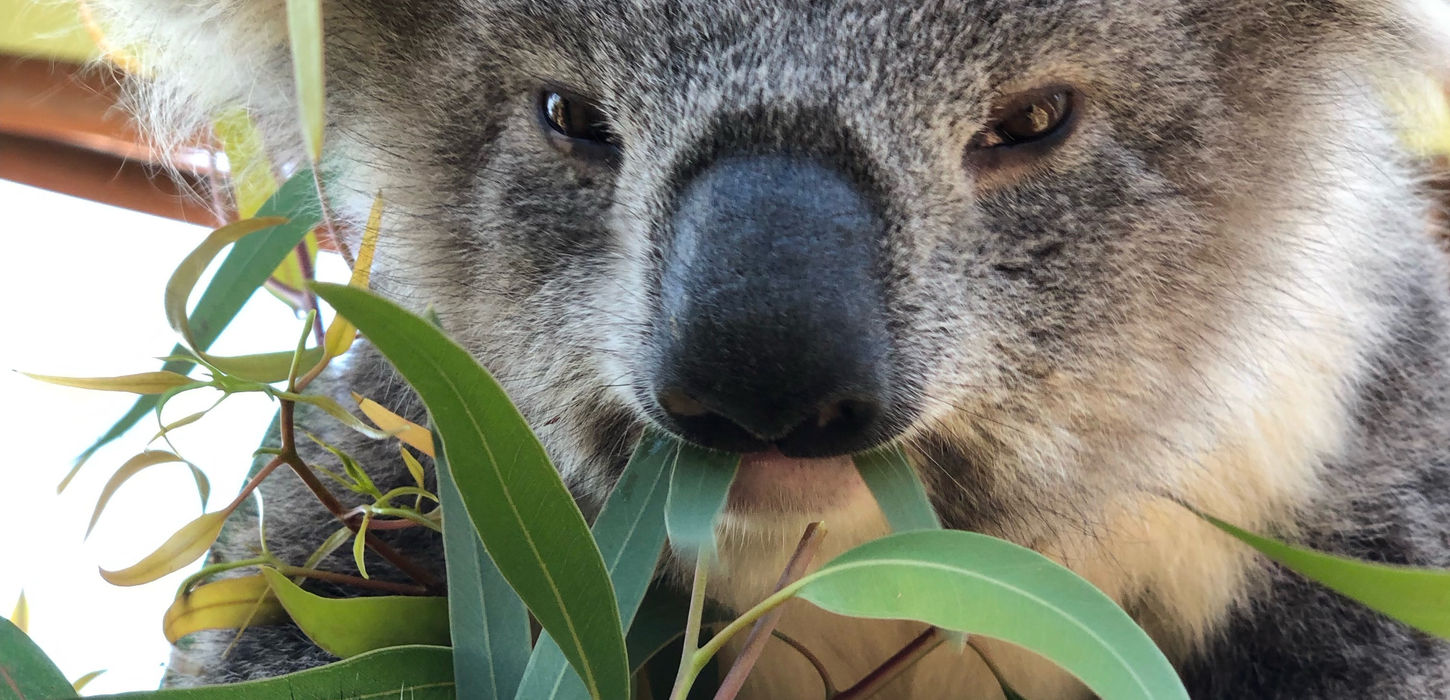 Koala eating gum leaves