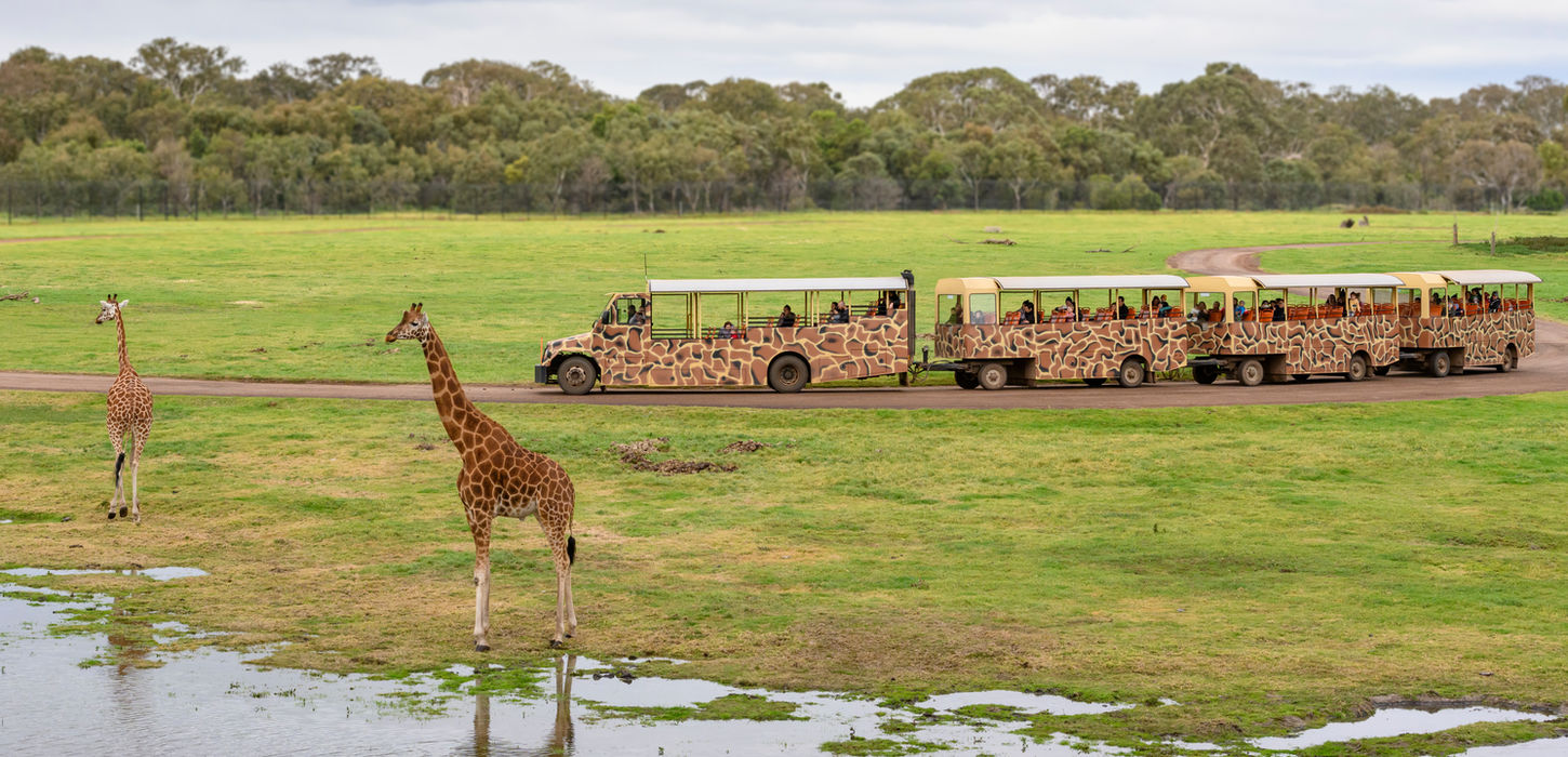 bus road to watch giraffle