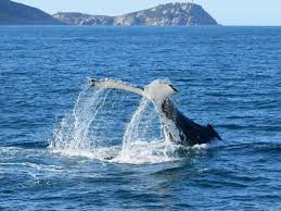 Humpback whale tail splashing water while diving in the sea