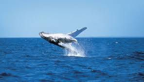 “Humpback whale jumping high above the sea surface in blue water.”
