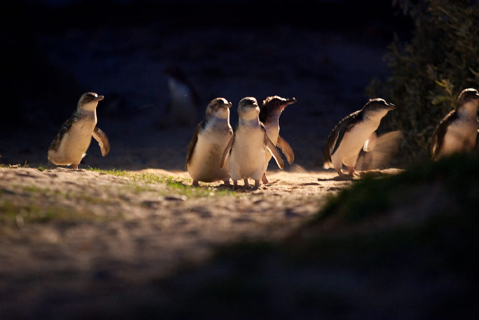 Penguin Parade Afternoon Tour