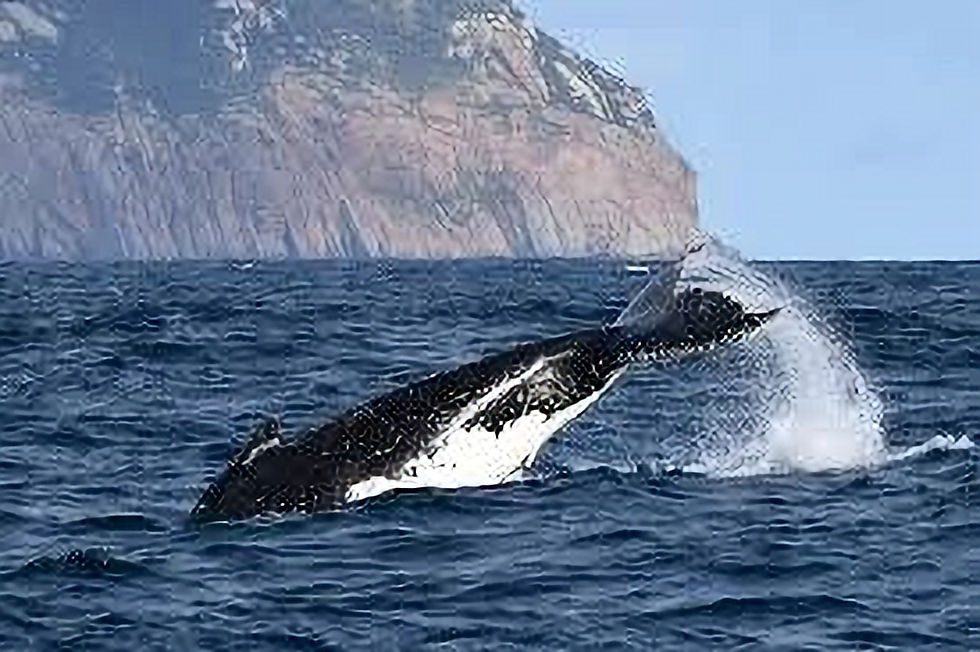 Wilsons Promontory Whale Cruise