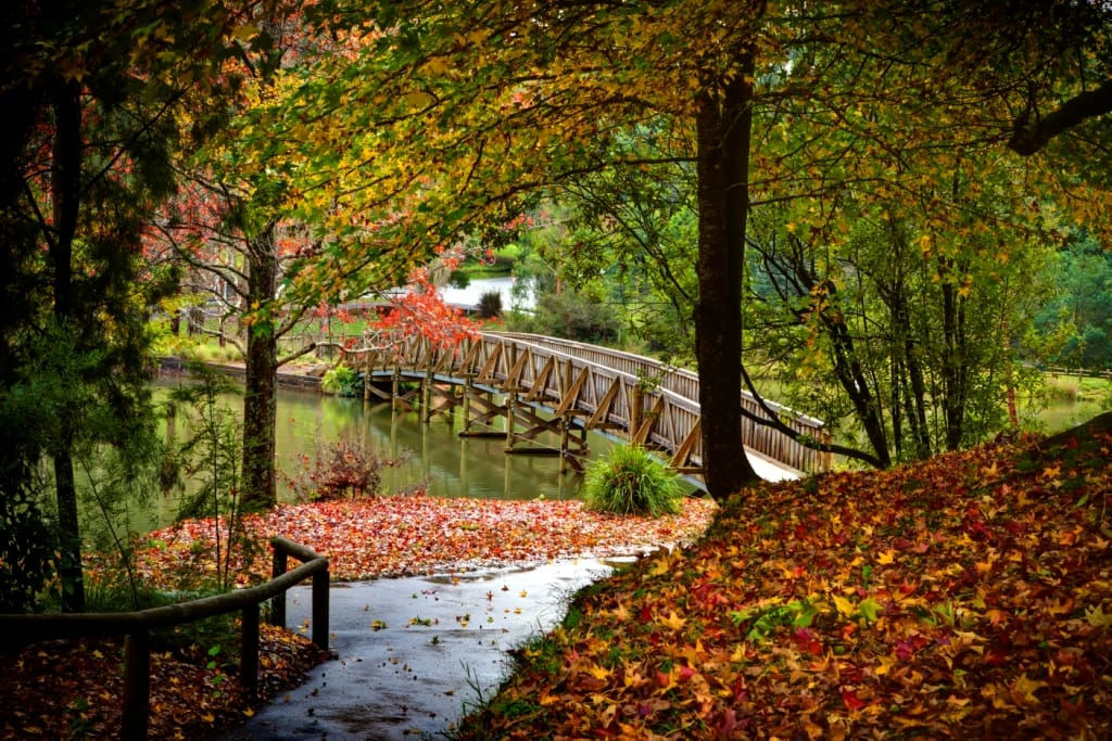 “Scenic forest path covered in autumn leaves beside a small cabin.”