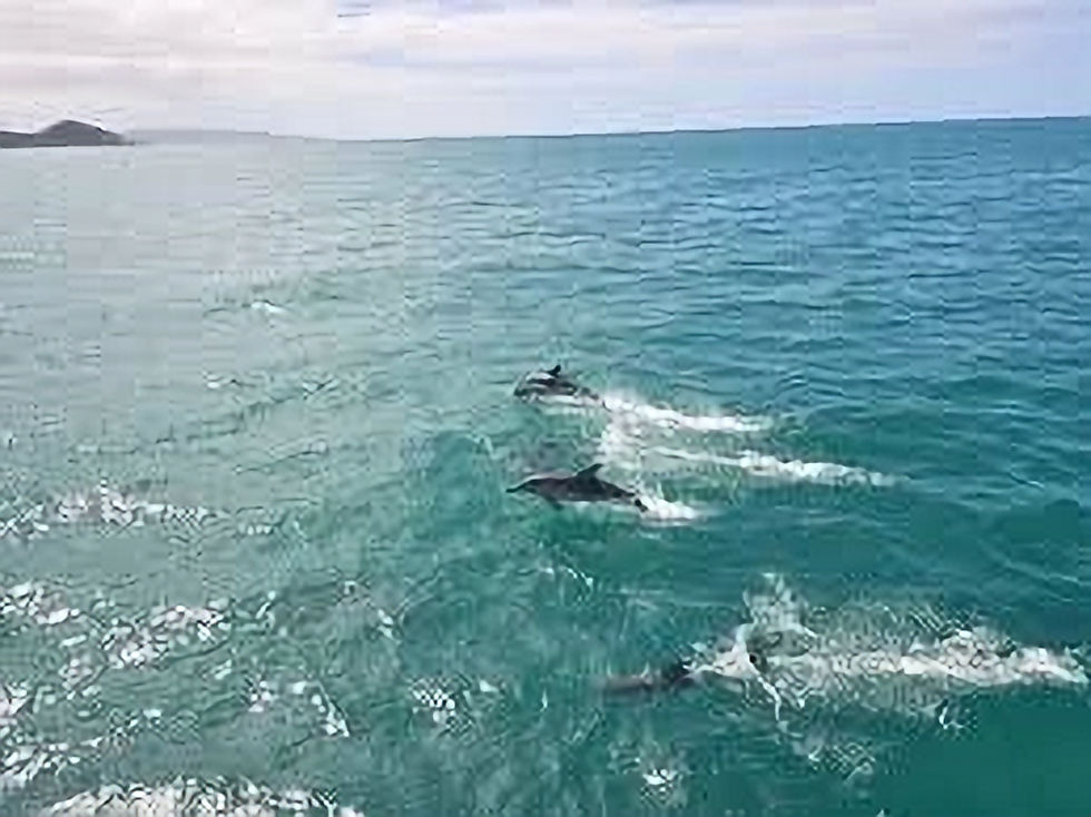 Dolphin swimming and splashing in blue waters on Phillip Island cruise