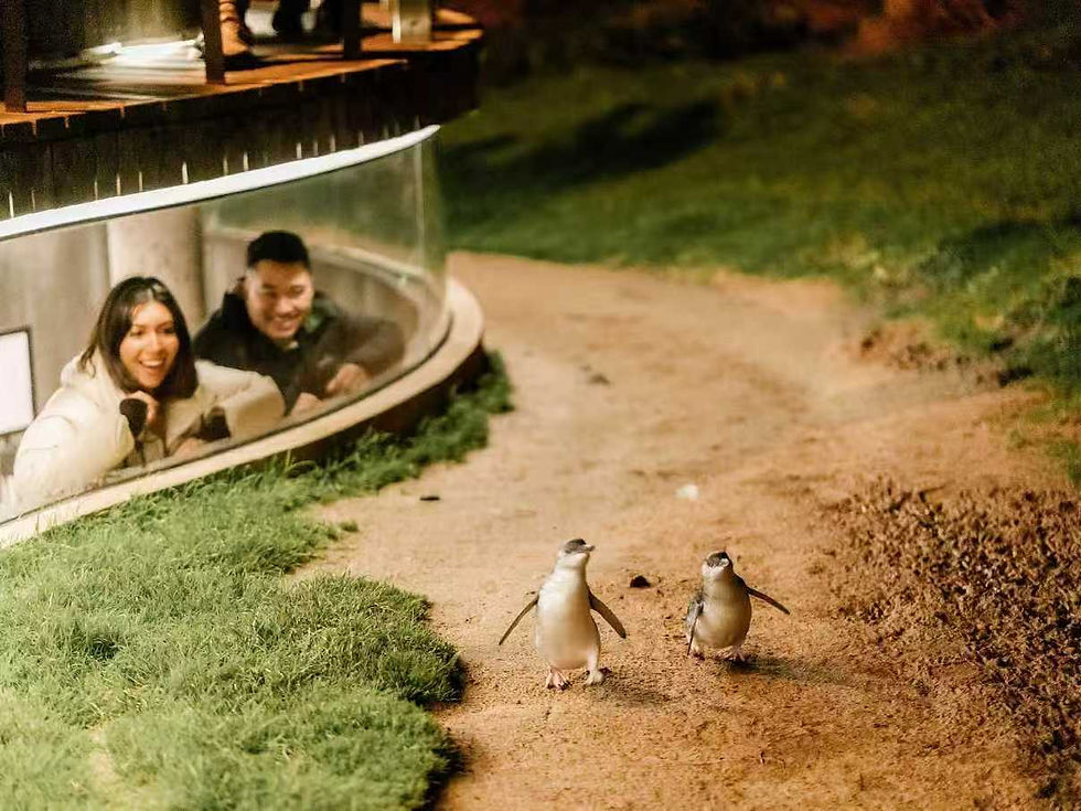 Horse-drawn carriage on heritage street at Sovereign Hill Ballarat Australia
