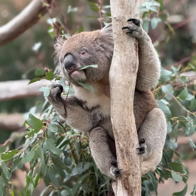 Koala eating eucalyptus leaves at Moonlit Sanctuary Australia