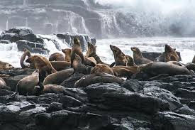 “Large colony of sea lions gathered on rocky shore with waves behind.”