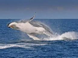 White humpback whale breaching out of the ocean near the coastline.”