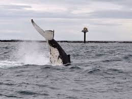 “Whale tail slapping the ocean near a lighthouse marker.”