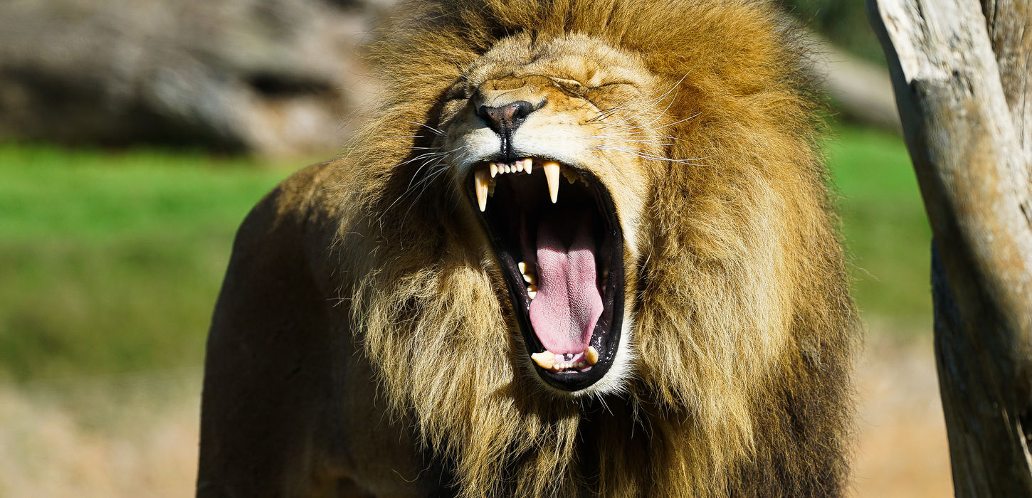 lion roaring