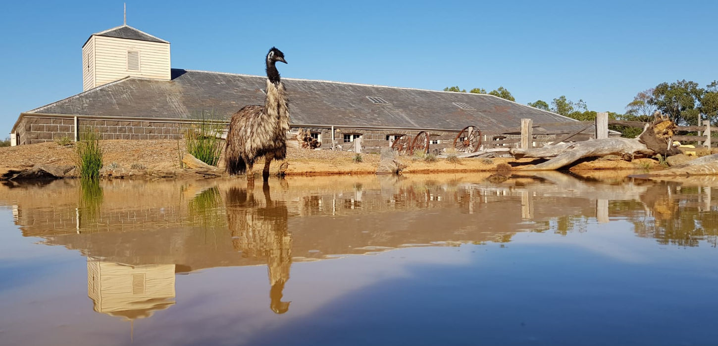 Emu looking into refleciton - Paul Rushworth.