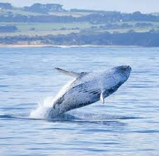 “Humpback whale mid-breach near the Australian coastline.”