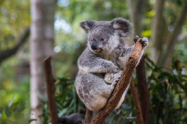 Guided Koala Tour