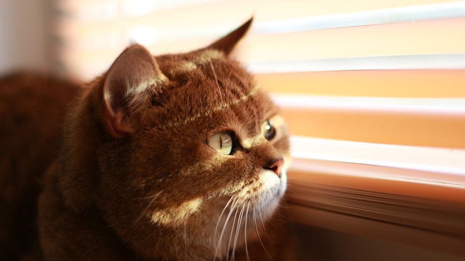 Wie sinnvoll sind Faltrollos für die Wärmedämmung?