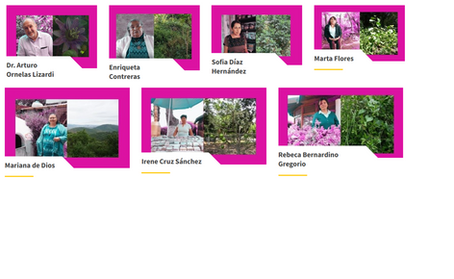 Curanderxs and Plants: A Holistic Archive of Healing