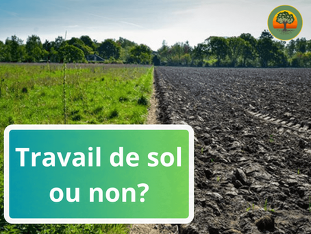 Stockage du carbone en agriculture : Comment la nature nous montre la voie