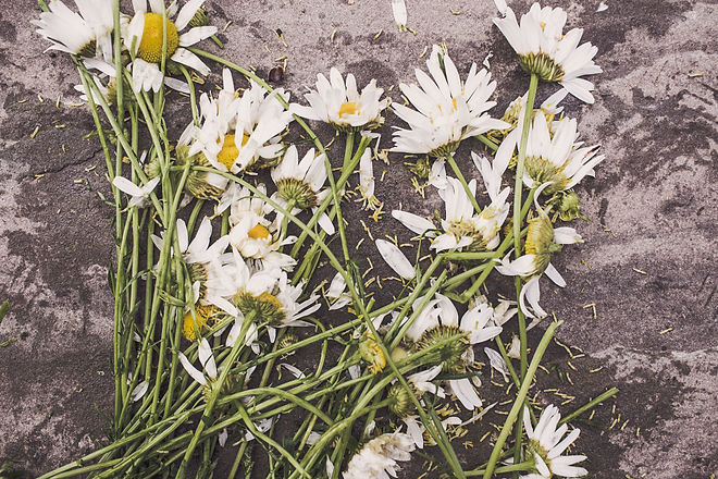 pexels-gratisography-2009.jpg