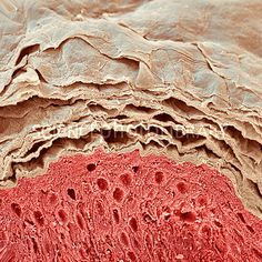 Embracing Skin Aging: The Power of Corneotherapy and Self-Love in Skin Care