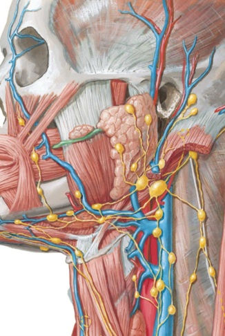 Detailed anatomical illustration of lymph nodes and lymphatic vessels in the human face and neck, highlighting the close connection between lymphatic pathways, muscles, and blood vessels.