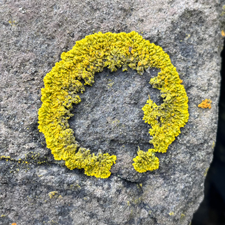 Ring of yellow lichen formed on a coastal rock in the splash zone, West Fife.