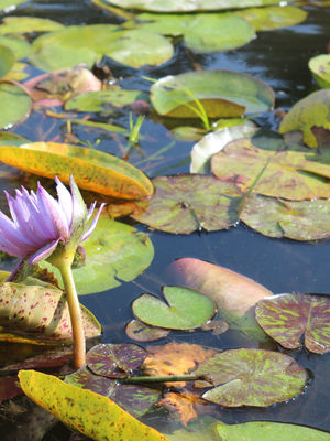Sunken Gardens