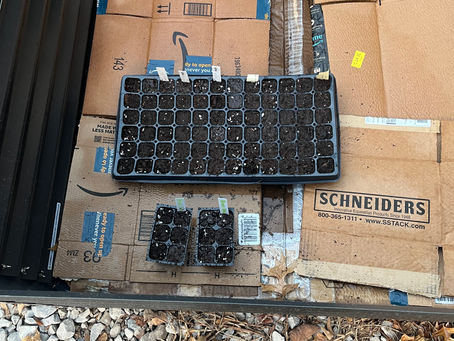 Seedlings Part 1