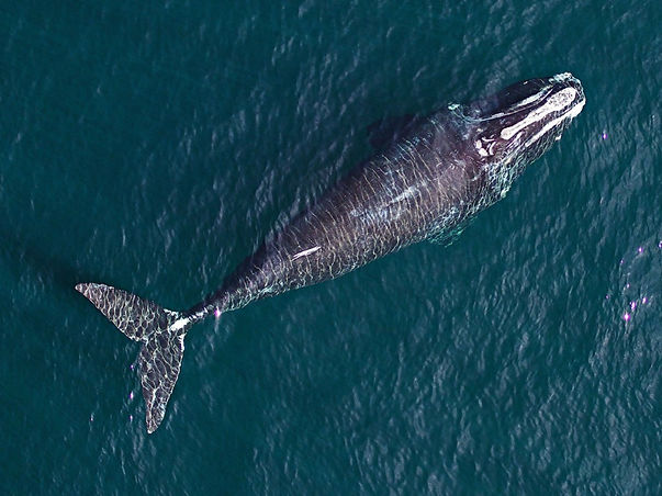 whale-1024x767.jpg