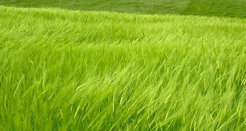 P1070241_edited.jpg