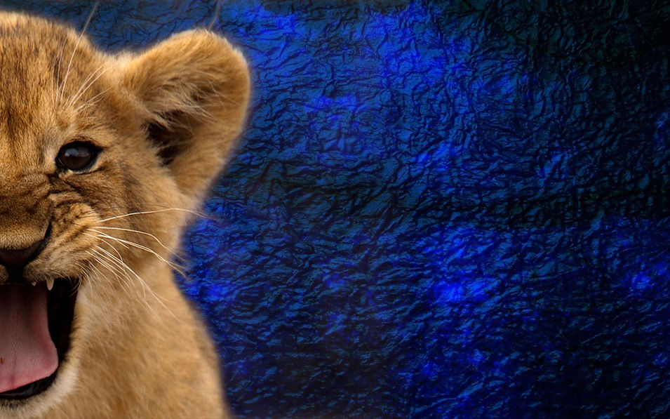 image site lionceau.jpg