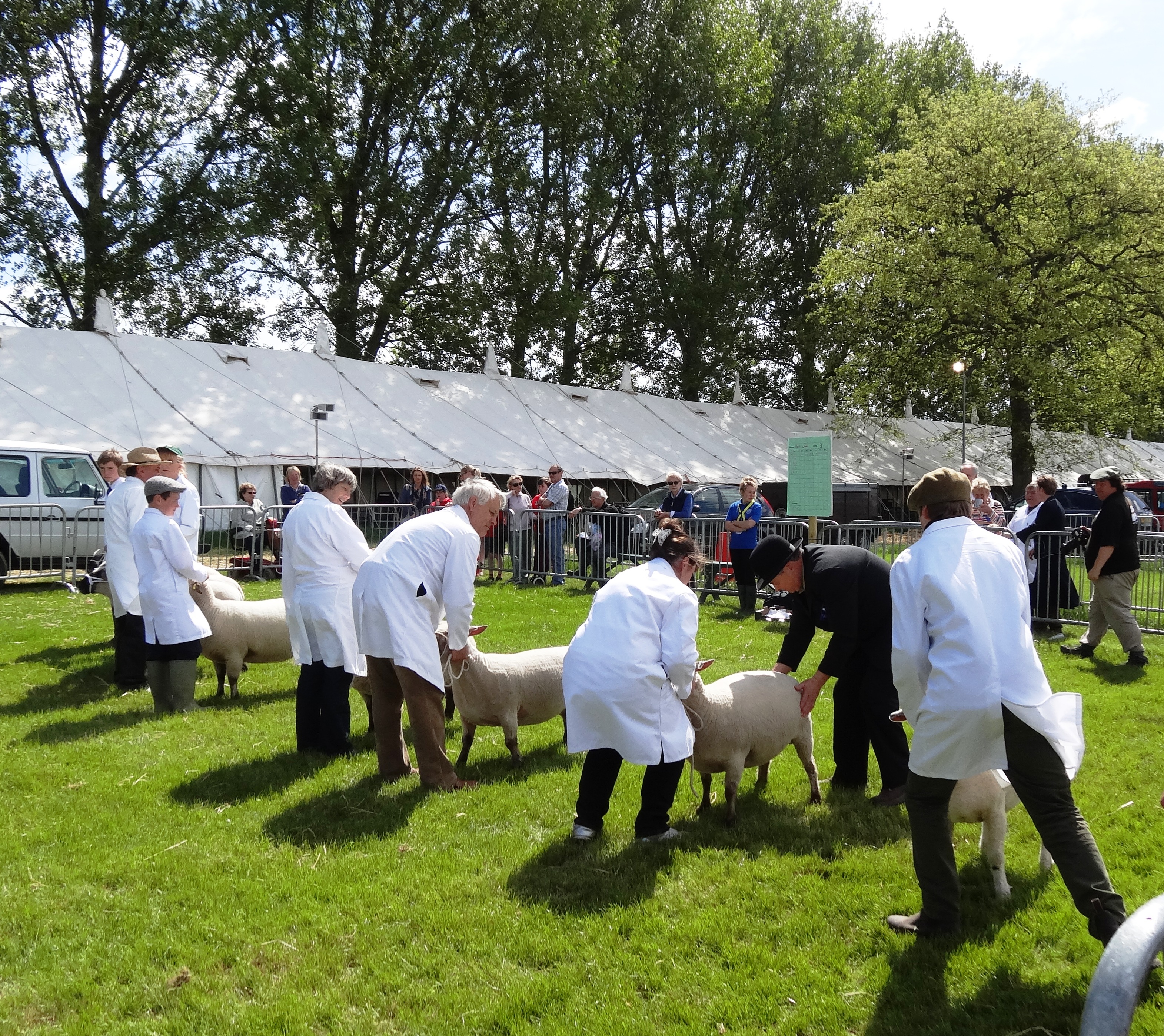 Sheep judging at B&W DSC02125