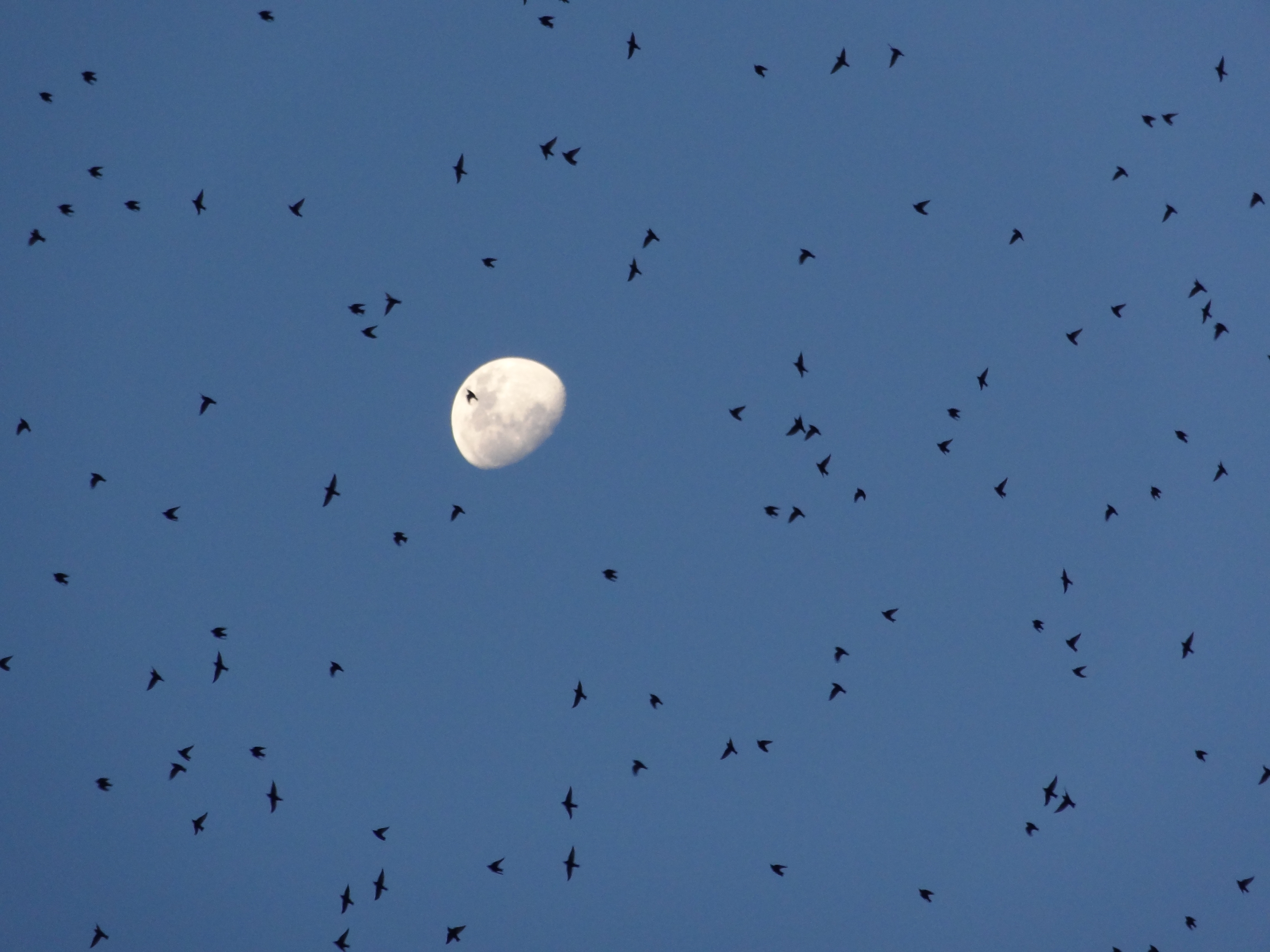 DSC00489 Murmuration of starlings against moon