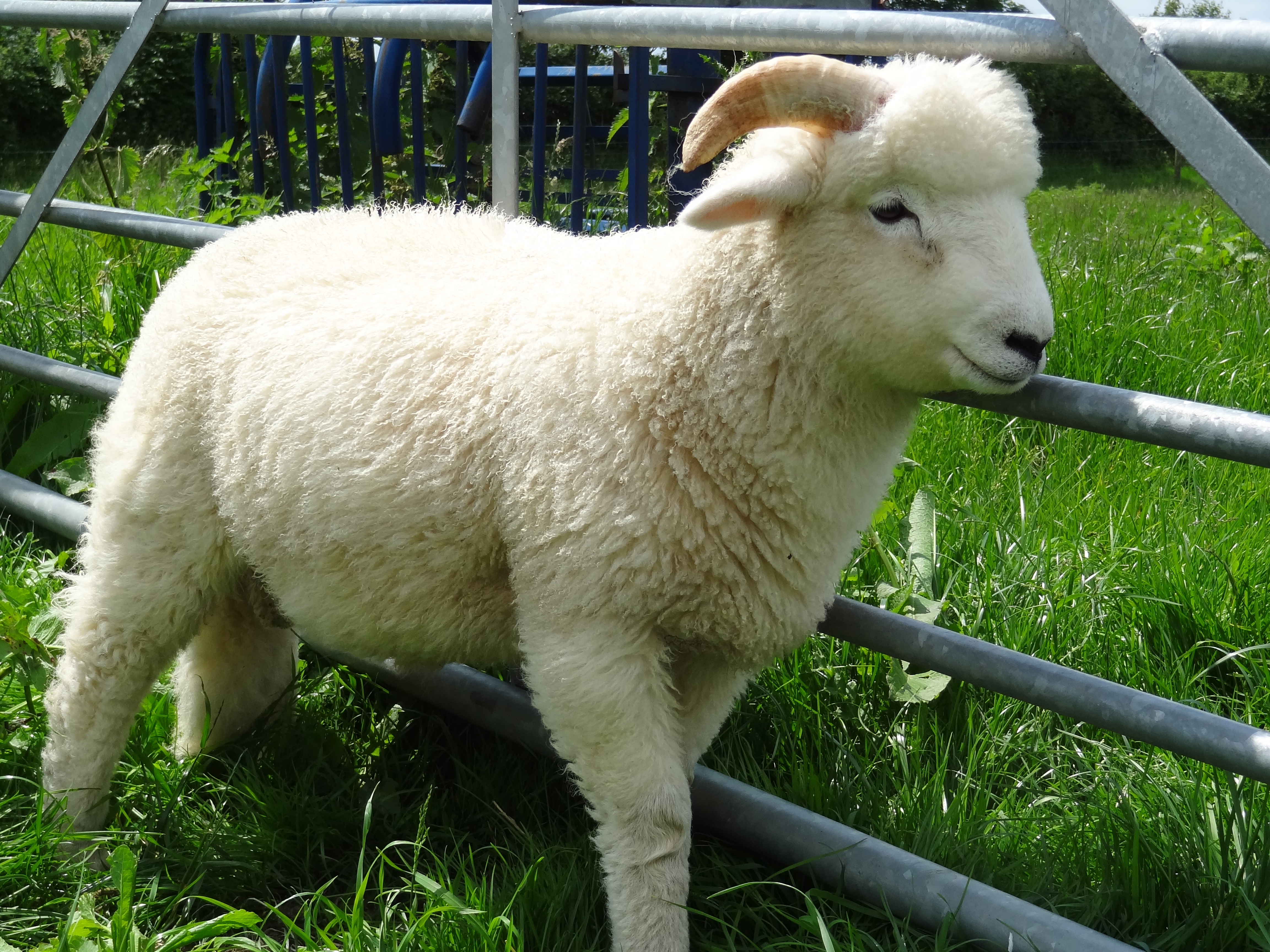 DSC00919 exmoor lamb