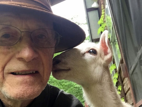 Mary Moon (lamb) kisses on the cheek