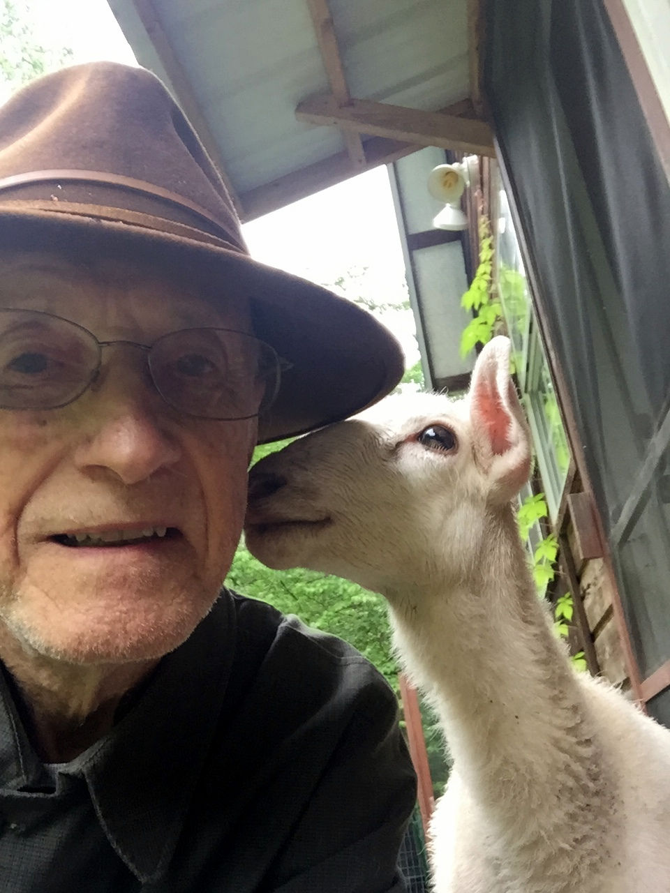 Mary Moon (lamb) kisses on the cheek