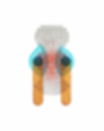 Arrangement du Sympoïèse