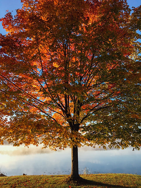 aaron-burden-Bn2rzIYM53g-unsplash.jpg
