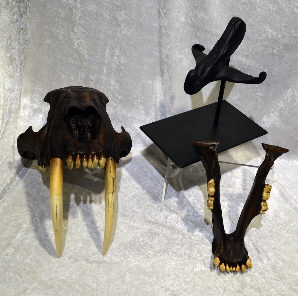 Thumbnail: Sabertooth Cat Skull Replica