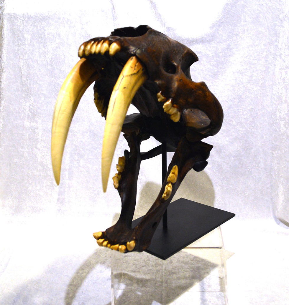 Thumbnail: Sabertooth Cat Skull Replica