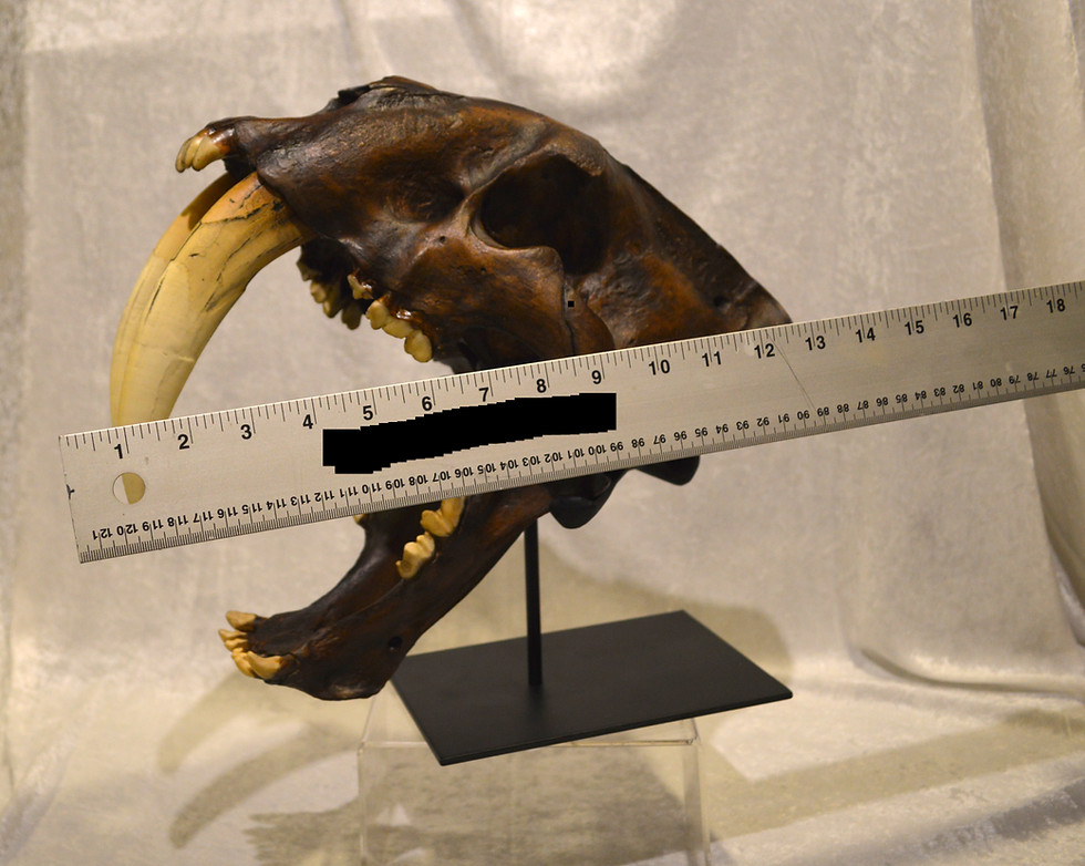Thumbnail: Sabertooth Cat Skull Replica