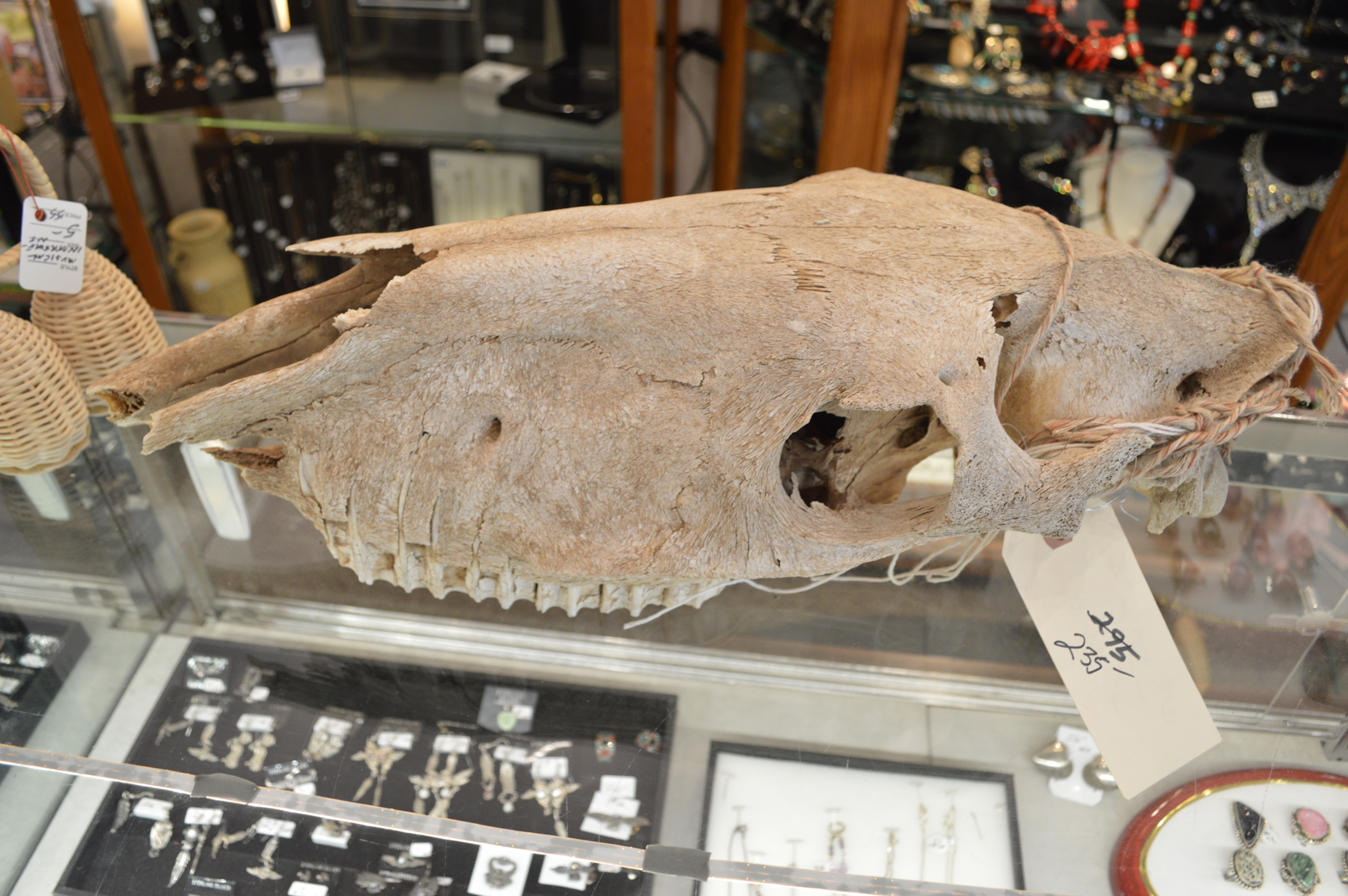 Large Horse Skull