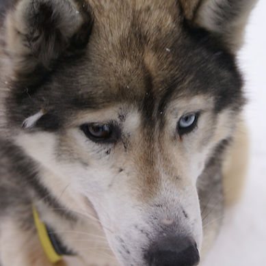 Picture of a Husky