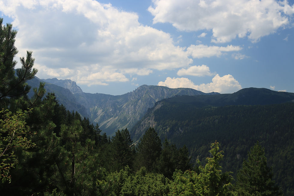 Pine forest in foreground with rugged mountain ridges under a bright blue sky and large white clouds, calm scenic landscape.