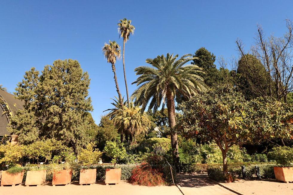 Lush garden with tall palm trees under a clear blue sky. Planters are lined up on the sandy path, creating a serene and sunny atmosphere.