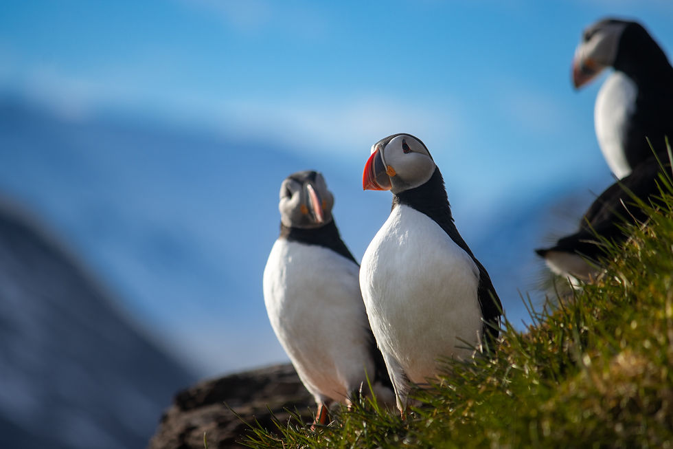 Three puffins stand on a grassy hill under a bright blue sky, with snowy mountains in the background. Their colorful beaks are vivid.