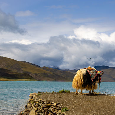 Picture of a high altitude lake with a Yak
